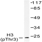 p-Histone H3 (T3) pAb