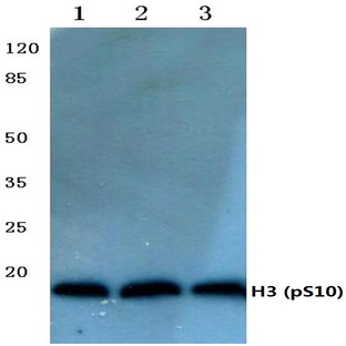 p-Histone H3 (S10) pAb