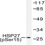 p-HSP27 (S15) pAb