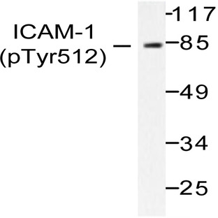 p-ICAM-1 (Y512) pAb