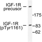 p-IGF-1R (Y1161) pAb