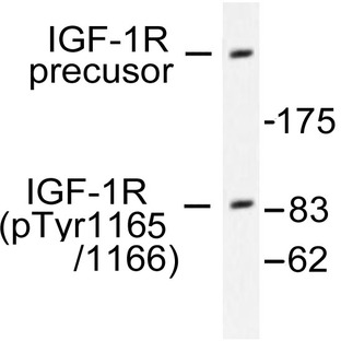 p-IGF-1R (Y1165/Y1166) pAb