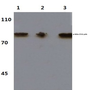 p-IKK(alpha) (T23) pAb