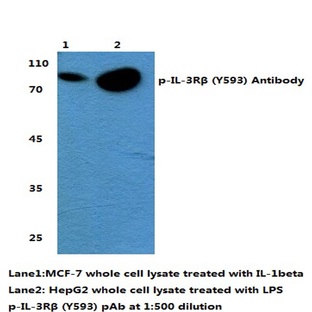 p-IL-3R(beta) (Y593) pAb