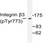 p-Integrin (beta)3 (Y773) pAb