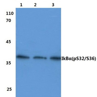 p-IkB-(alpha) (S32/S36) pAb