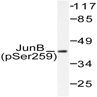 p-JunB (S259) pAb