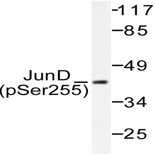 p-JunD (S255) pAb