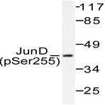 p-JunD (S255) pAb