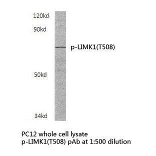 p-LIMK1 (T508) pAb