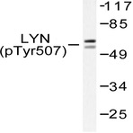 p-Lyn (Y507) pAb