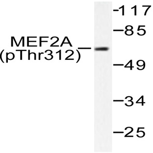 p-MEF-2 (T312) pAb