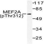 p-MEF-2 (T312) pAb