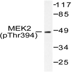 p-MEK2 (T394) pAb