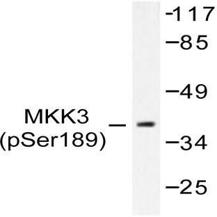 p-MEK-3 (S189) pAb
