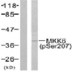 p-MEK-6 (S207) pAb