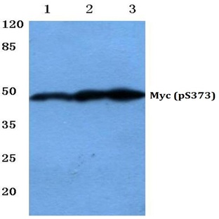 p-Myc (S373) pAb