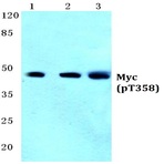 p-Myc (T358) pAb