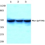 p-Myc (T58) pAb