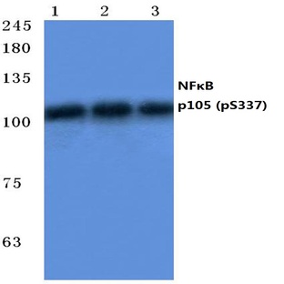 p-NFkB-p105/p50 (S337) pAb