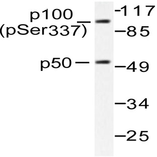 p-NFkB-p105/p50 (S337) pAb