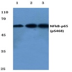 p-NFkB-p65 (S468) pAb