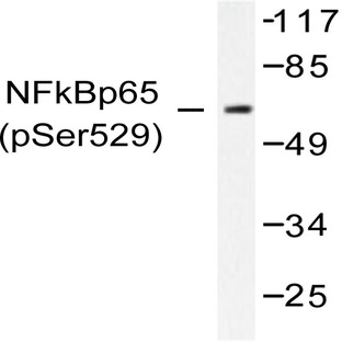 p-NFkB-p65 (S529) pAb