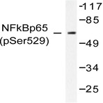 p-NFkB-p65 (S529) pAb