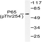 p-NFkB-p65 (T254) pAb