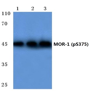 p-MOR-1 (S375) pAb