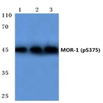 p-MOR-1 (S375) pAb