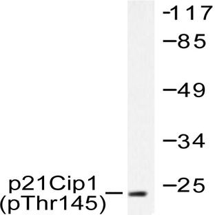 p-p21 (T145) pAb