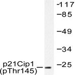 p-p21 (T145) pAb