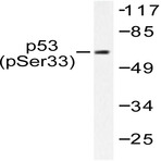 p-p53 (S33) pAb