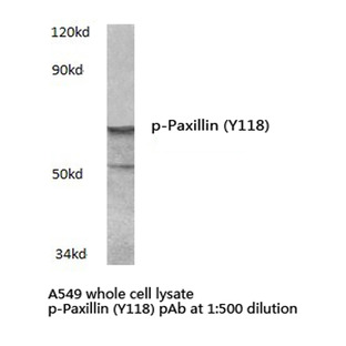 p-Paxillin (Y118) pAb