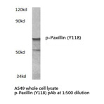 p-Paxillin (Y118) pAb