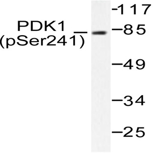 p-PDK1 (S241) pAb