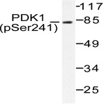 p-PDK1 (S241) pAb