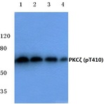 p-PKC (zeta)(T410) pAb