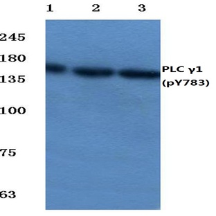 p-PLC (gamma)1 (Y783) pAb