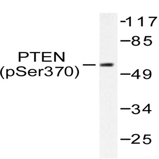 p-PTEN (S370) pAb