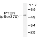 p-PTEN (S370) pAb