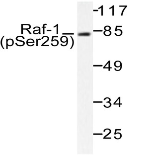 p-Raf-1 (S259) pAb