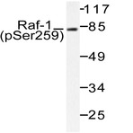 p-Raf-1 (S259) pAb