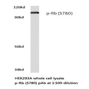 p-Rb (S780) pAb