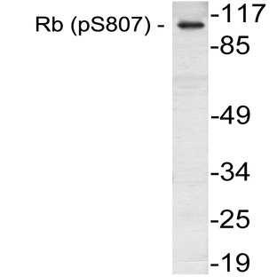 p-Rb (S807) pAb