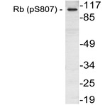 p-Rb (S807) pAb