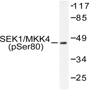 p-MEK-4/ MAP2K4 (S80) pAb