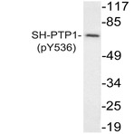 p-SHP-1 (Y536) pAb