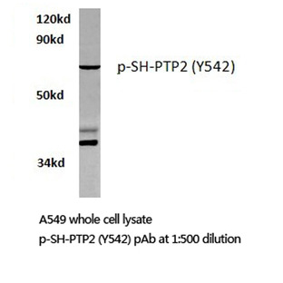 p-SHP-2 (Y542) pAb